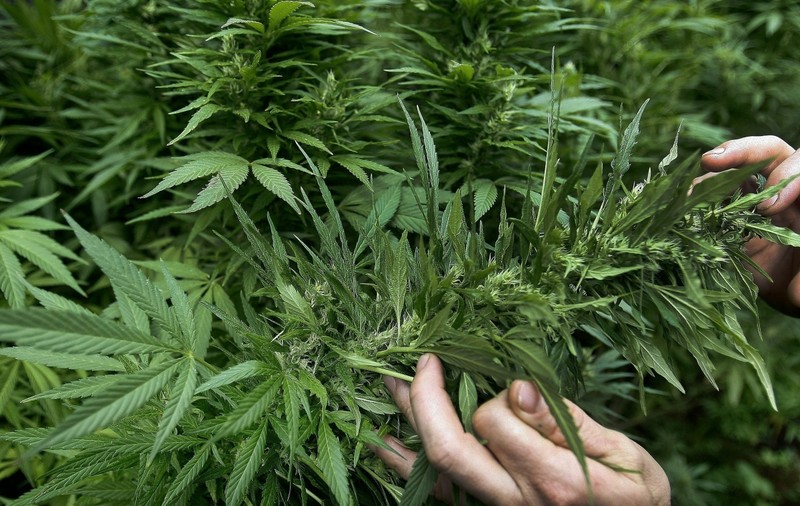 Salariu de 3.000 dolari pe lună, doar ca să fumezi marijuana! Care sunt condițiile de angajare