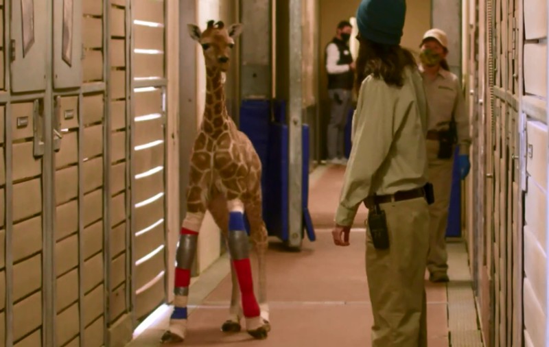 „Pur și simplu uimitor”. Proteze speciale pentru un pui de girafă de la Grădina Zoologică din San Diego