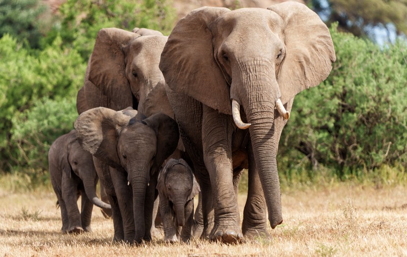 Milionar american, călcat în picioare de elefanți în Africa, în timp ce se afla la vânătoare. Ernie Dosio a murit pe loc