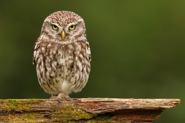 Cucuveaua este o specie de bufniță de dimensiuni mai mici, care atinge o înălțime maximă de 22 cm