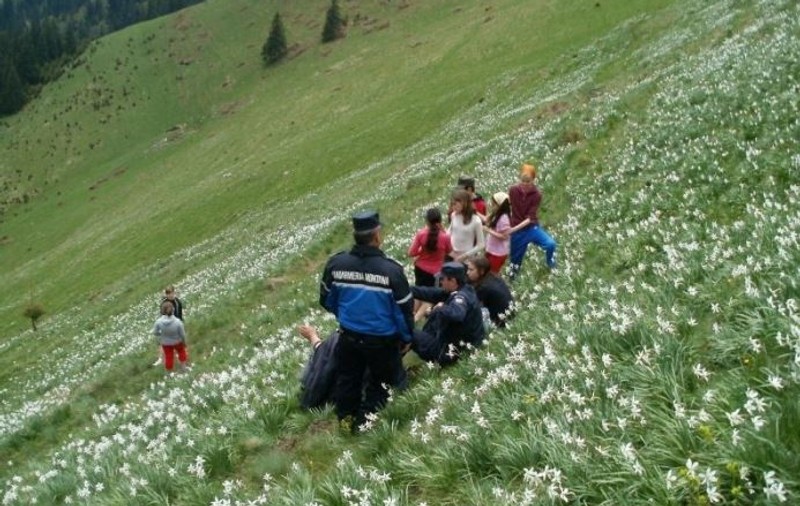 Poiana cu narcise din Bistrița-Năsăud, asaltată de turiști. Sute de oameni vin să admire minunea din Munții Rodnei
