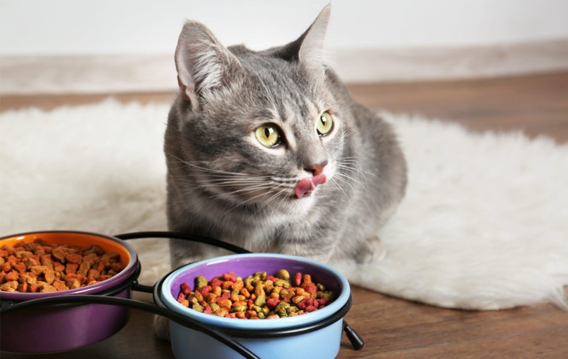 Pentru siguranță digestivă consolidată suplimentar royal canin sensible 33 conține un mix exclusiv de nutrienți
