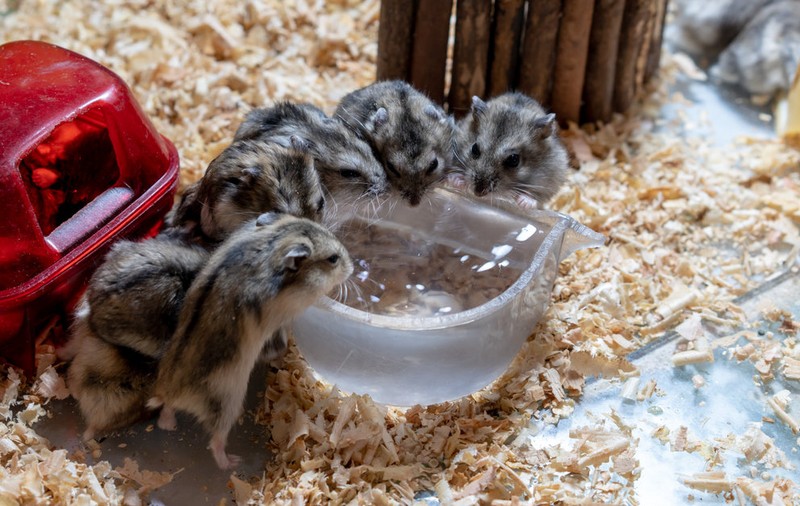 2.000 de hamsteri vor fi sacrificați în Hong Kong după depistarea unor cazuri de COVID într-un magazin cu animale de companie