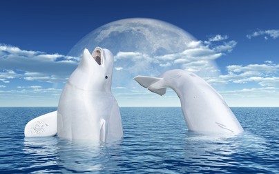 Beluga- balena albă