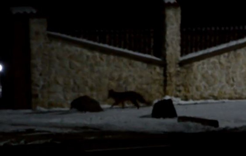 VIDEO/ Vulpea și cățelul se joacă împreună pe o stradă din Timiș