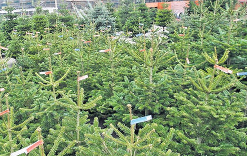 Hoţii de brazi au ieşit din ”hibernare”