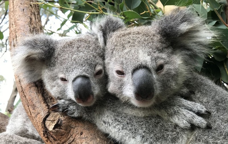 Sumă-record cheltuită de guvernul Australiei pentru a proteja urșii koala. Ce măsuri vor fi adoptate