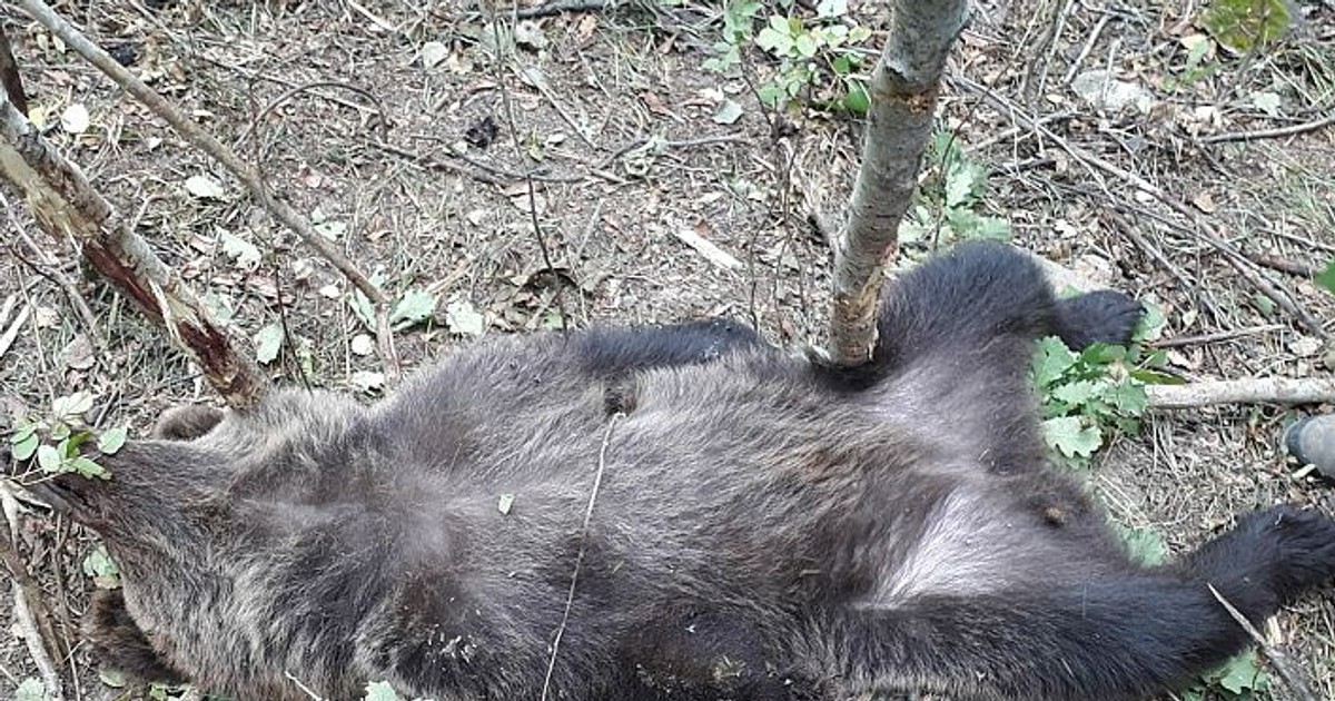Un urs a fost prins în laț într-o pădure din Vrancea. A fost eliberat după ce i-a fost amputată o labă