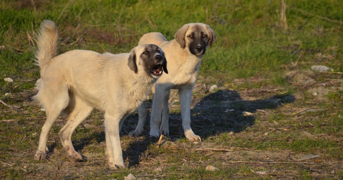 doi câini din rasa Kangal, aflați pe un câmp cu iarbă verde. câinele aflat în apropierea camerei latră agresiv