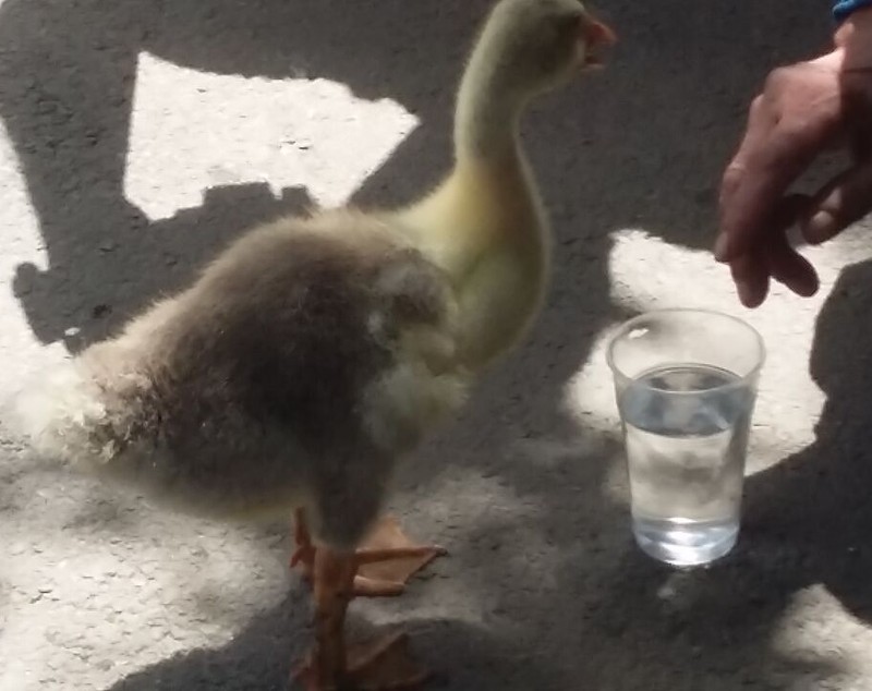 Boci Boci, rața animal de companie din Galați, scoasă la plimbare în ciuda caniculei de afară GALERIE FOTO