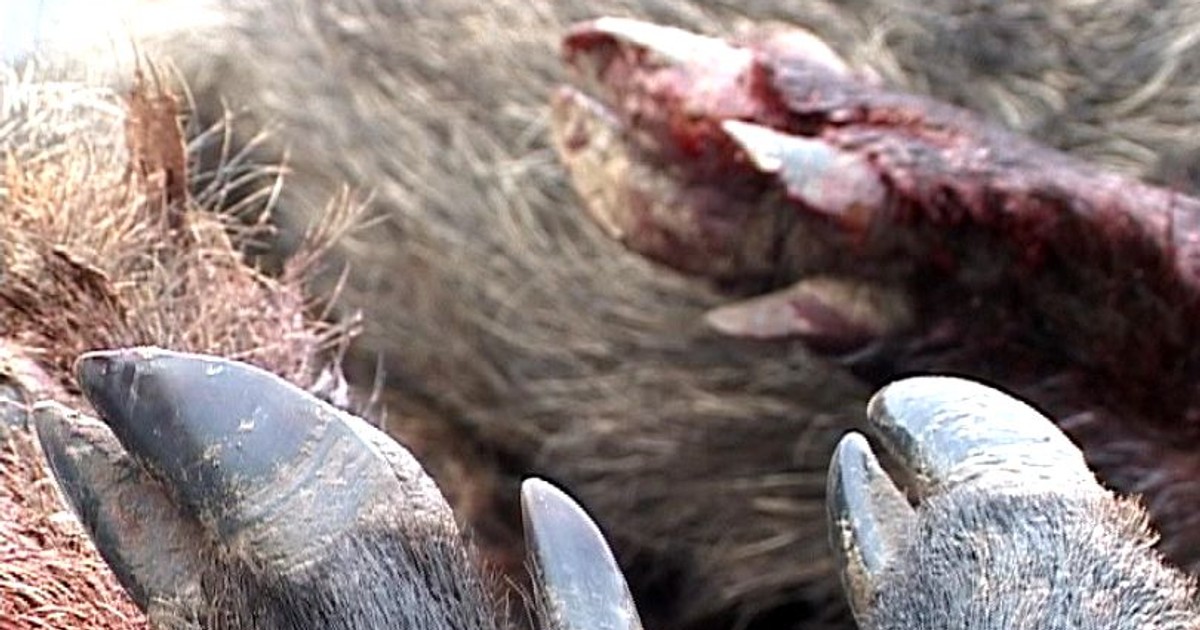 Braconier ucis de mistreț. Porc mistreț. Copite de mistreți morți, cu unele urme de sânge pe blană