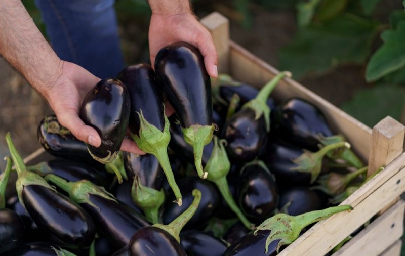 Un bărbat verifică și alege vinete mari, lucioase și închise la culoare dintr-o ladă plină de legume proaspăt culese.