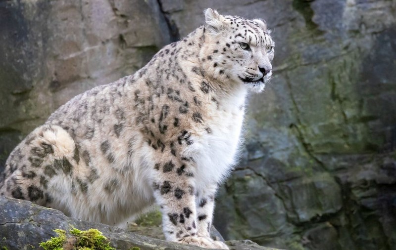 Trei leoparzi de zăpadă, infectați cu coronavirus, au murit la o grădină zoologică din SUA