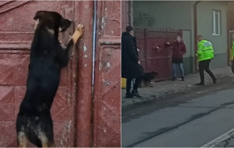 Clujean amendat cu 15.000 de lei după ce și-a abandonat câinele în fața casei. VIDEO