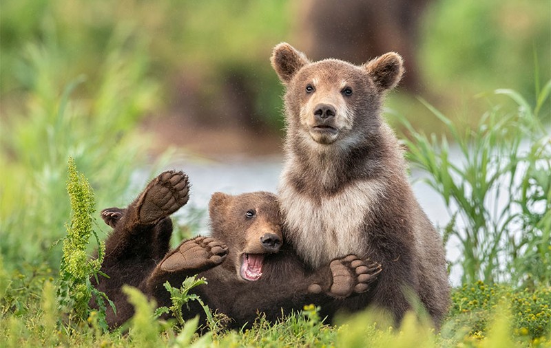 Cele mai haioase 20 de fotografii cu animale. Care e preferata ta?