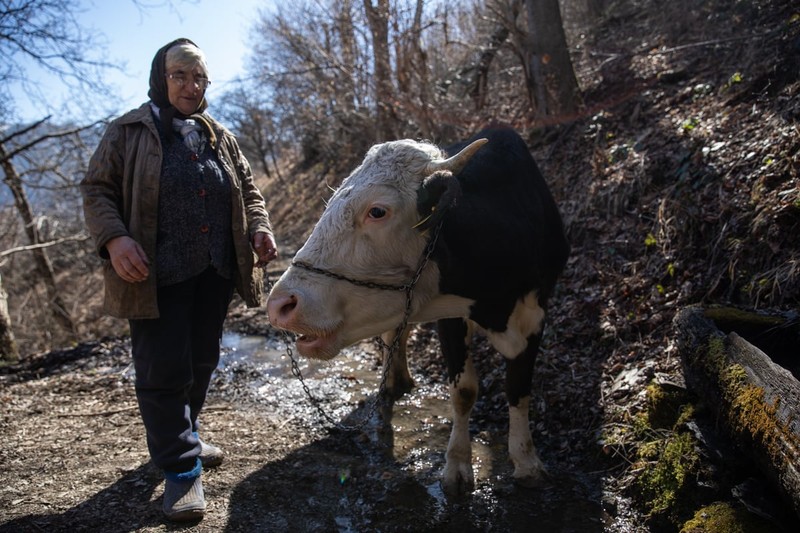 Maria Cionca o răsfață pe Milka cu nutreț bun și cu apă dulce de la izvor