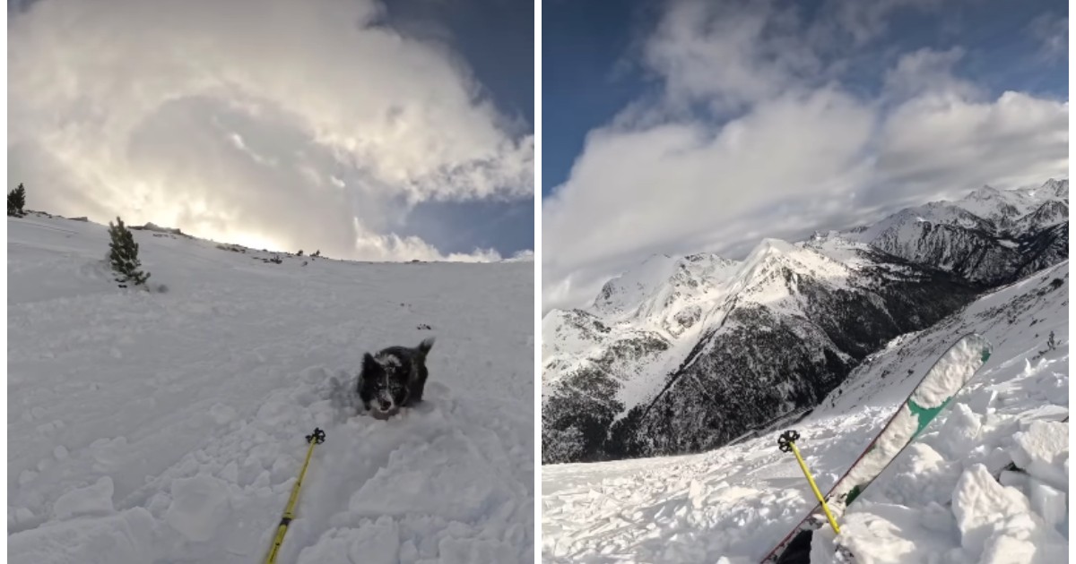 Un câine și schiuri pe un munte, în timpul unei avalanșe.