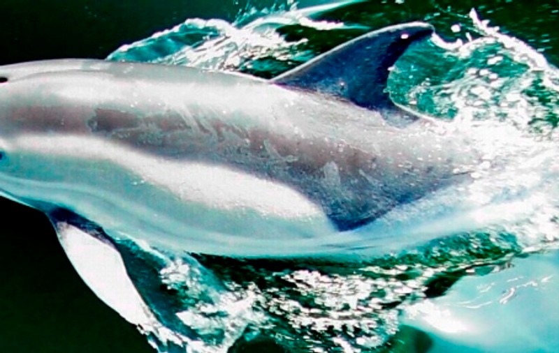 Delfinii, adevăraţi maeştri bucătari ai oceanelor