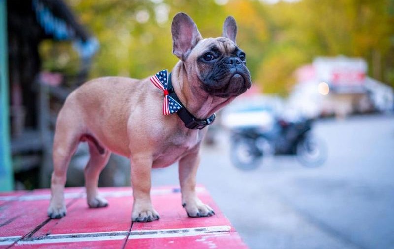 Un cățel din rasa bulldog francez, ales primar într-o localitate  din SUA. “Era atât de drăguț”
