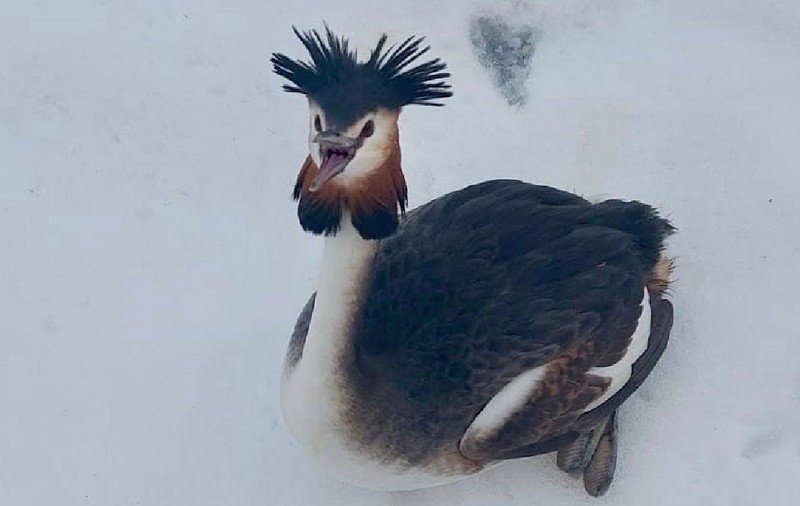 Poliția Locală București a salvat din nămeți o pasăre dintr-o specie protejată