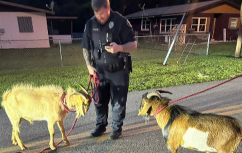 „Luptă în desfășurare”. Ofițerii dintr-un oraș din Florida, chemați prin apel de urgență să despartă două capre