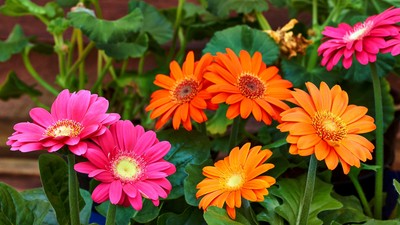 Gerbera - plantare si ingrijire