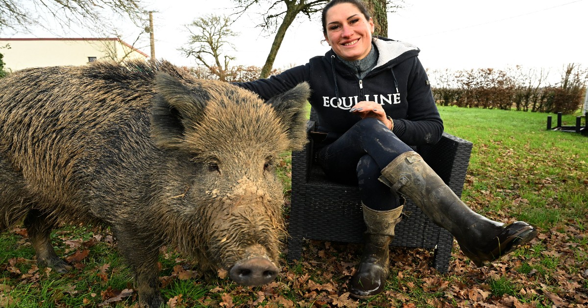 Victorie în instanță pentru Rillette, mistrețul salvat de la eutanasiere Foto: Profimedia Images