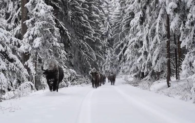 VIDEO / Imagini spectaculoase cu o turmă de zimbri mergând prin zăpadă, în județul Neamț