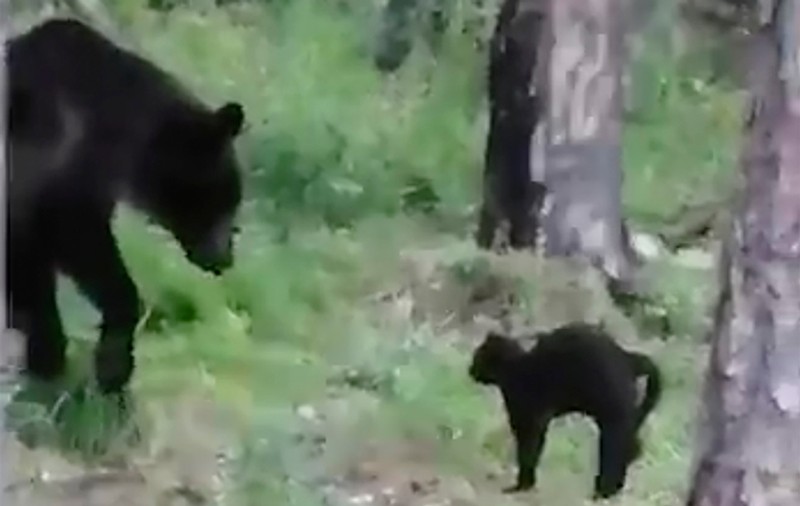 Un motan a reușit să alunge un urs în Rusia. Cum s-a comportat micuța felină în prezența masivului său rival