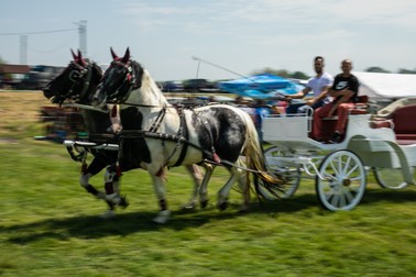 Imagine de la târgul tradițional de cai din comuna Curcani, județul Călărași. Fotografie realizată cu timp lung de expunere.