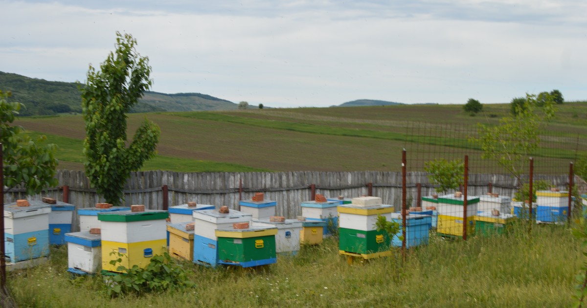 Săteni din Vaslui, terorizați de albinele unui preot care și-a pus stupii în curtea bisericii: "Oamenii miros a parfum sau a transpirație și provoacă albinele"