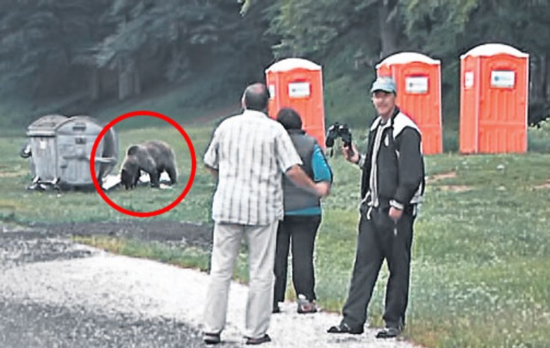 Animalele s-au mutat în oraş!