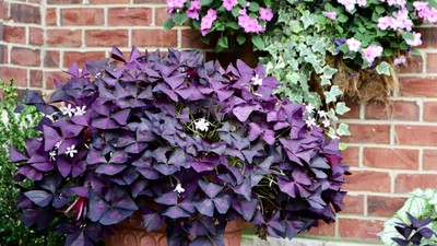 Oxalis triangularis-trifoiul-ornamental