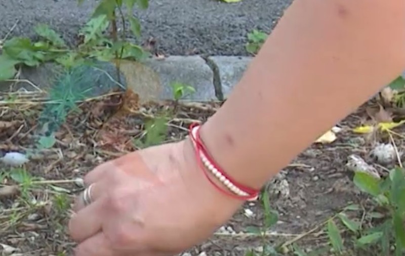 Legea împotriva ambroziei a fost adoptată. Refuzi să cureți planta de pe teren? Riști amendă de până la 5.000 de lei