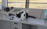 Turnul de control de la Aeroportul Tuzla a devenit viral pe internet datorită mai multor pisici care „supraveghează” traficul aerian alături de angajați. Foto: Facebook / PeDrumuri