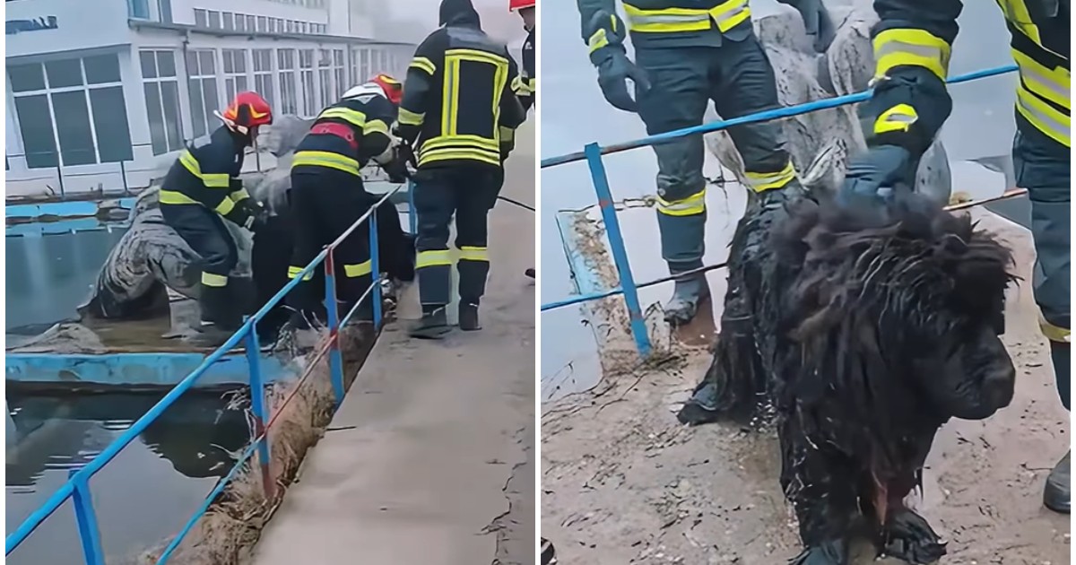 Emir, câinele căzut în apa rece a canalului Timișului Sec, în zona Metrom