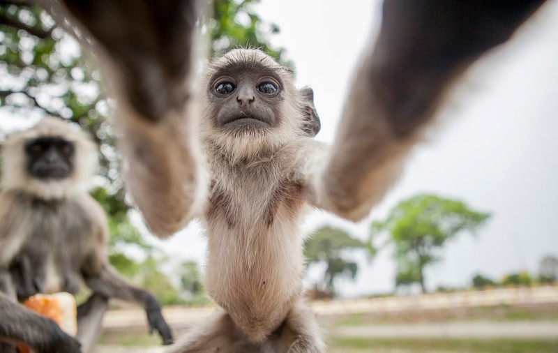 Un pui de maimuță ”și-a făcut” un selfie