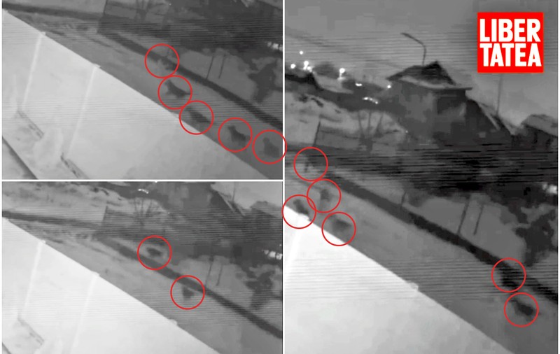La două săptămâni de la moartea Anei Oros, haitele de câini colindă în continuare zona unde s-a petrecut tragedia. VIDEO