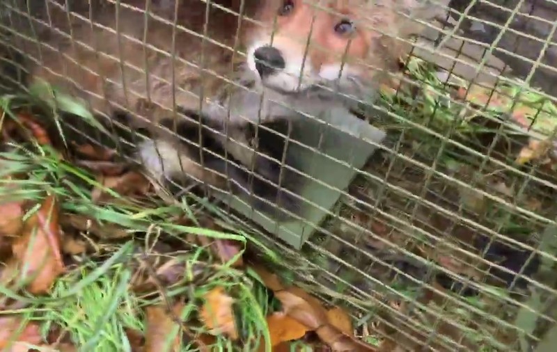 VIDEO | Vulpea filmată în București a fost prinsă. Animalul sălbatic a hoinărit printre blocuri