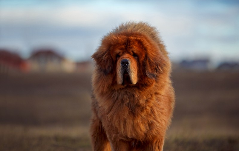Mastiff Tibetan - ce caracteristici are și cum se dresează unul dintre cei mai puternici câini