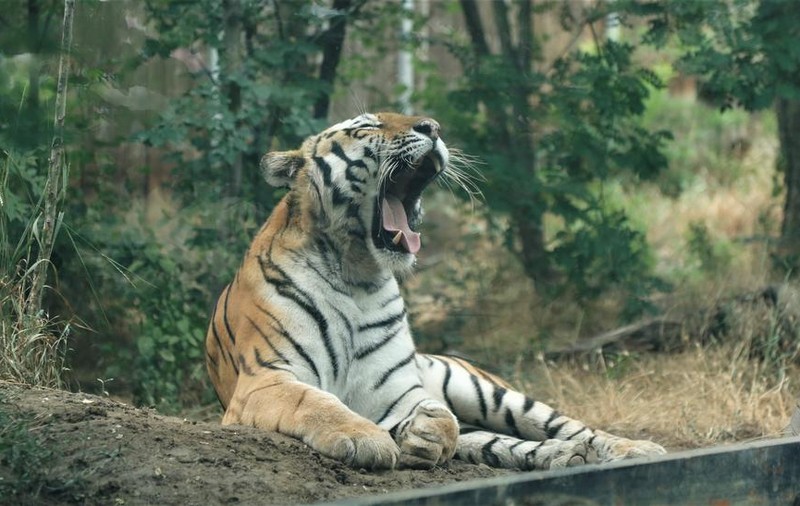 O îngrijitoare la un parc safari din Chile a fost ucisă de un tigru. „Calvarul femeii a fost scurt”