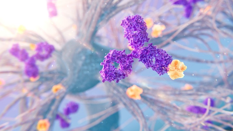 Illustration of an antibody (purple) binding to amyloid protein (yellow/orange). Anti-amyloid antibodies are a class of antibodies developed to treat Alzheimer's disease.,Image: 930926075, License: Royalty-free, Restrictions: , Model Release: no