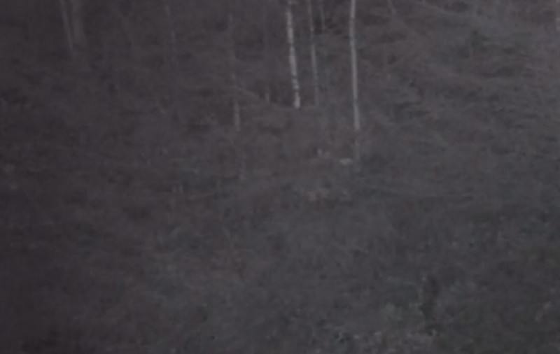 VIDEO/ Haită de lupi filmată într-o pădure din Parcul Naţional Piatra Craiului