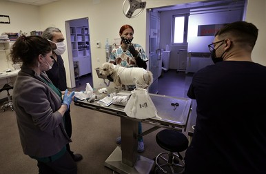 Medicii veterinari, în fața unui caz complicat: un câine bolnav de cancer
