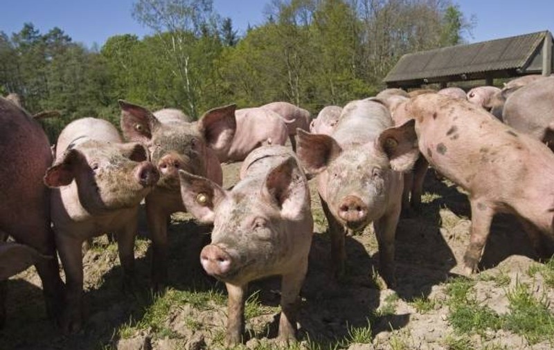 Crescătorii de porci ar putea primi de la stat, până la 15.000 de euro pe an pe fermă