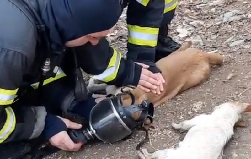 Imagini impresionante: Pompierii reuşesc să resusciteze doi câini şi o pisică intoxicaţi cu fum într-un incendiu