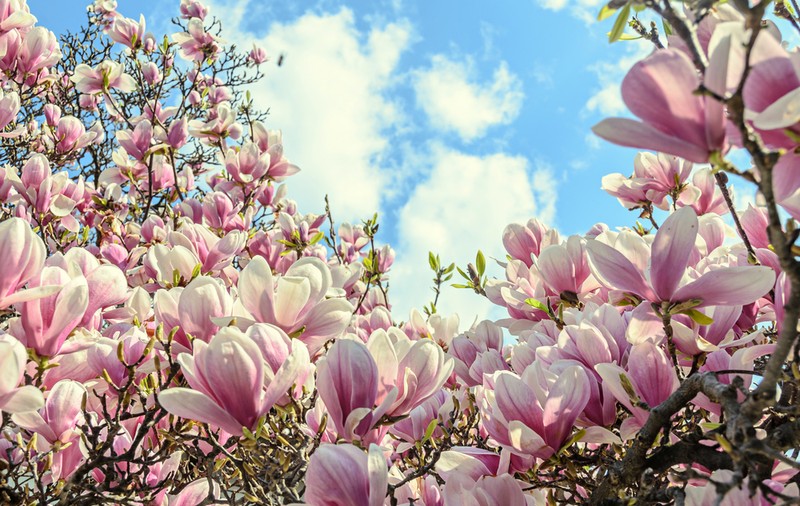 Magnolia - plantare, îngrijire, semnificație și curiozități