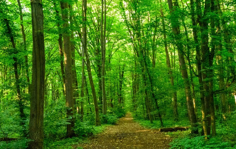 Peste 16 milioane de lei pentru Muzeul Pădurii: O clădire degradată din Parcul Băneasa va fi complet transformată