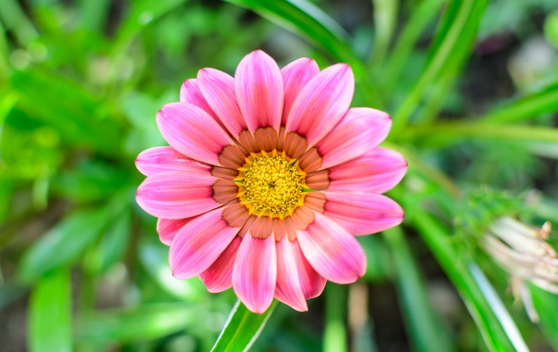 Gazania, floarea comoară. Plantare și îngrijire. Cum se înmulțește