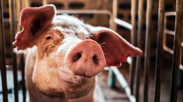 Porc în grajd